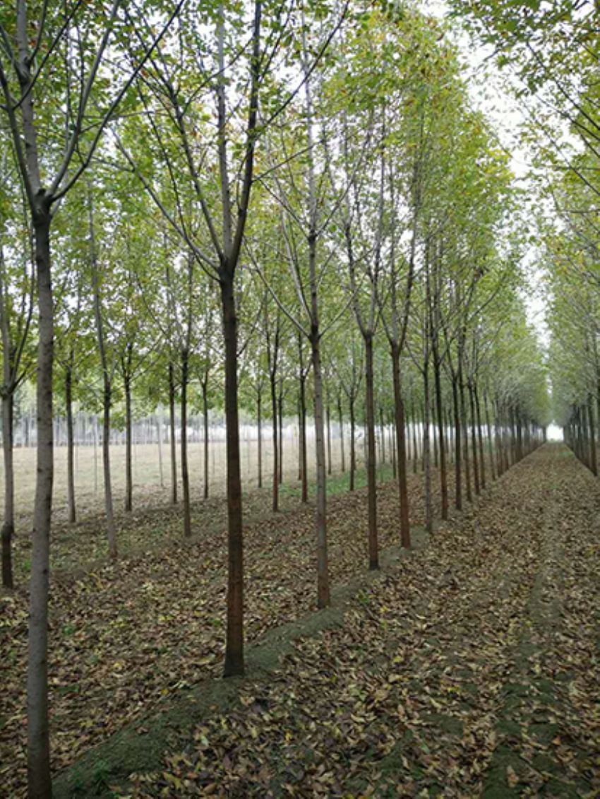 點(diǎn)擊查看詳細(xì)信息<br>標(biāo)題：白蠟 閱讀次數(shù)：3676